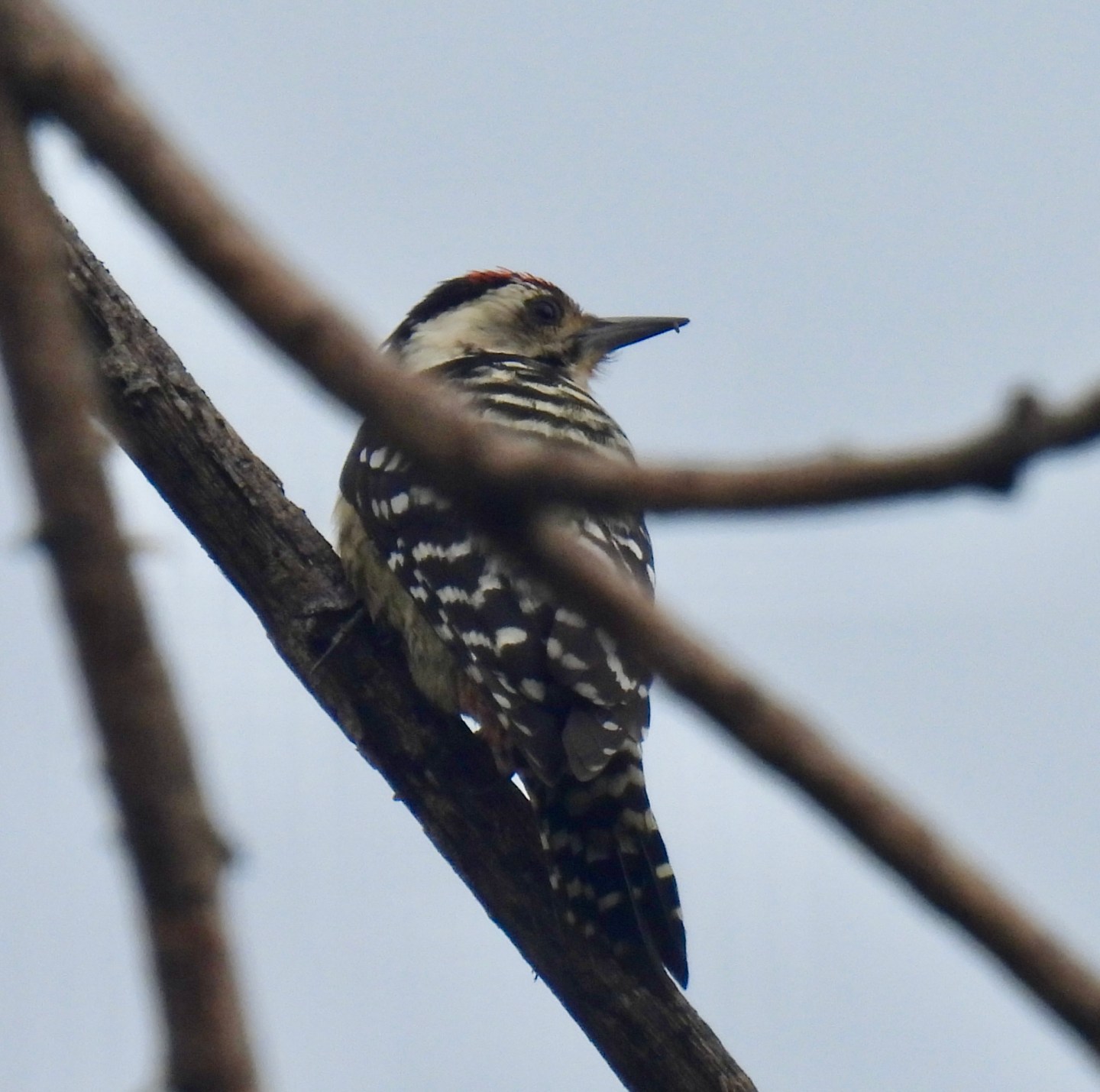 Birding in Jakarta, Indonesia (2026) - Bennett Gardner Wildlife Watching