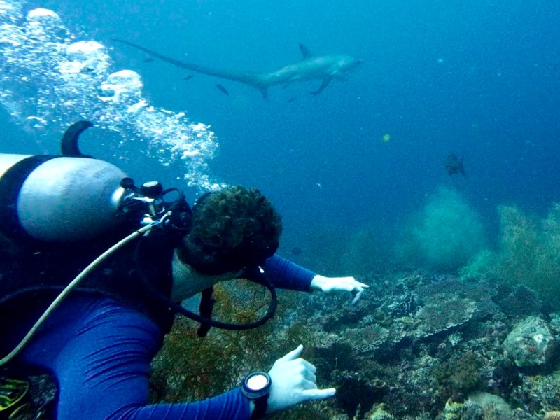 Wildlife and Diving Adventure in Cebu and Bohol, the Philippines&nbsp;(2026)